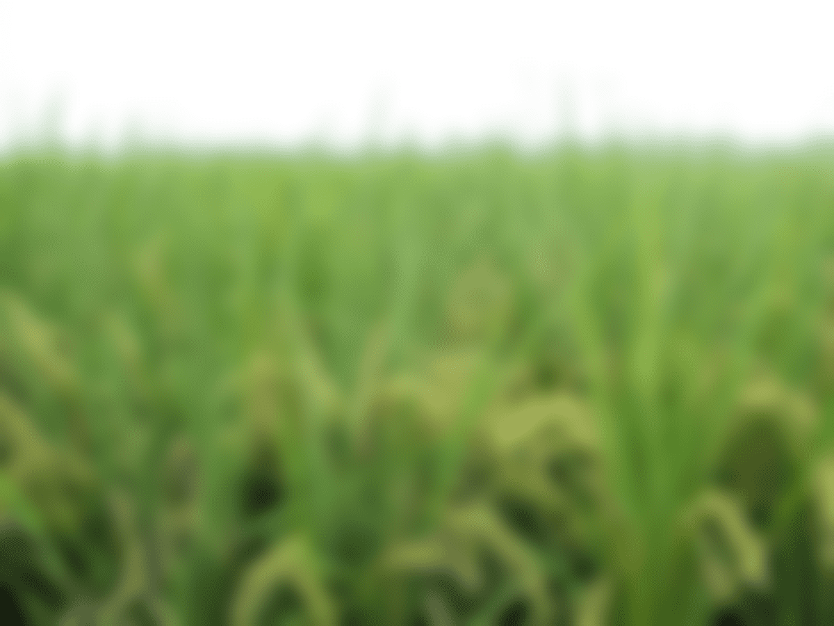 ORCHID INTERNATIONAL